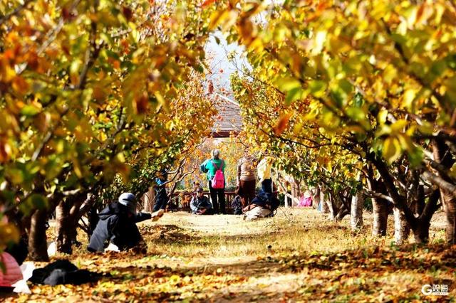 金柿映初冬，青岛藏着一处“甜蜜”公园