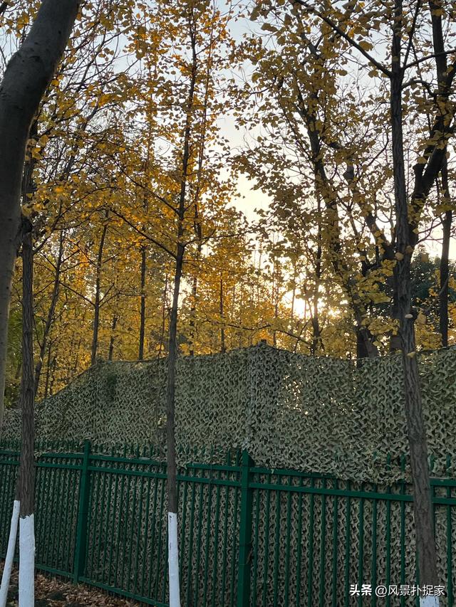 南昌艾溪湖湿地公园，银杏慢慢变黄了！