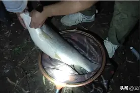 用自制泡发玉米每次都能连杆大草鱼。方法分享给大家摆脱空军！图片