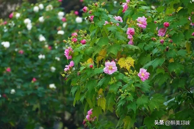 聆听邛崃丨一城芙蓉色，“醉美”是邛崃