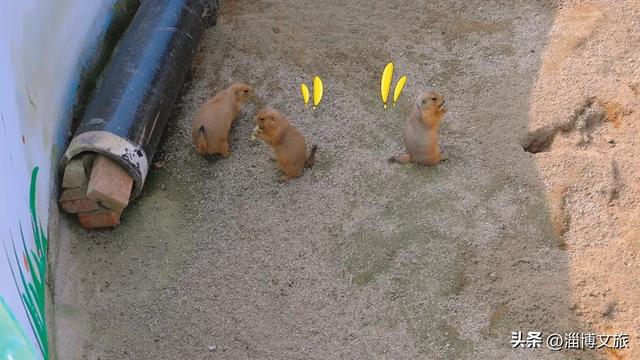 淄博版“疯狂动物城”来了！网红萌宠已就位，快来当一日“荣誉市民”→