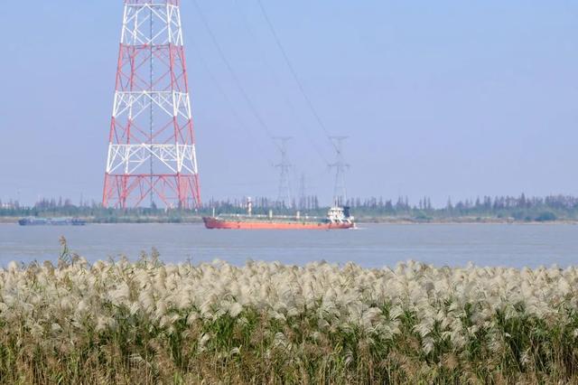长江边，“飘雪”了！