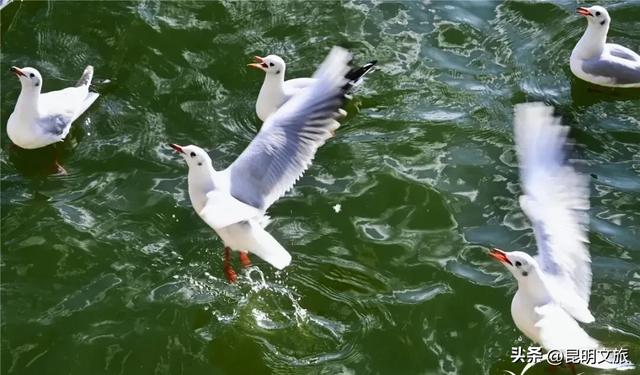 “红”爆！是谁还没有Get昆明的冬天？你知道12月的滇池有多绝？周末冲~