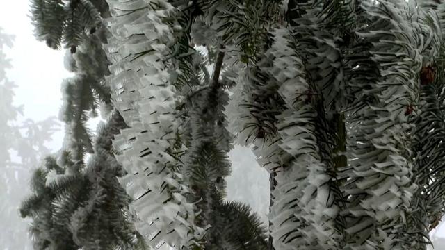 雪落渠县，水墨天成！雾凇与茶山共绘冬日限定童话