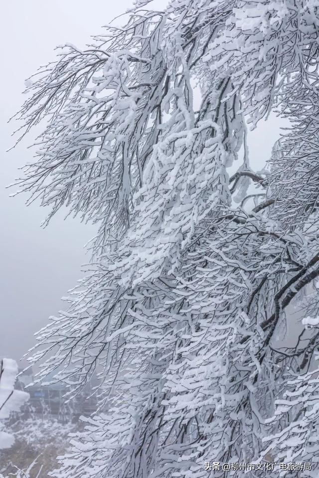 柳州冬日颜值交给雾凇负责！我只负责“哇塞！”+注意安全~