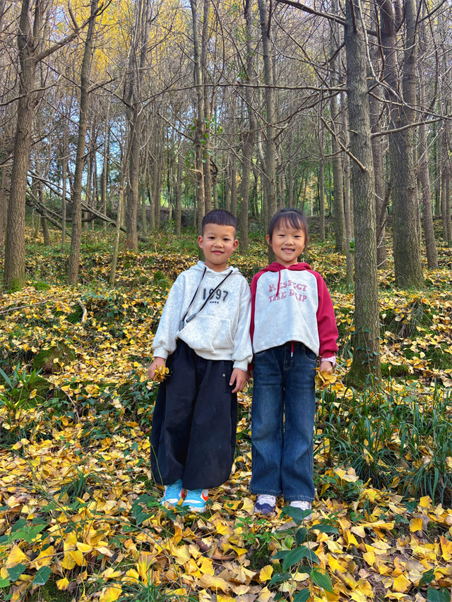 赴一场银杏之约 共享丹棱金色长廊的冬日浪漫