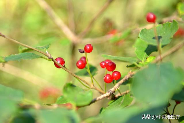 河北百草畔（中）：览尽三山舒望眼，行穿百草浣尘襟