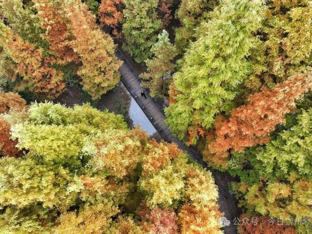 “杉杉”来了！崇州免门票小众宝藏秘境