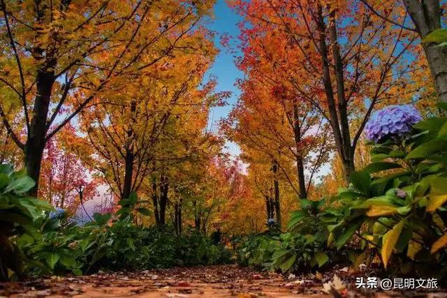 美上央媒!昆明红了!走走走,打卡最美枫景去,超全攻略速收藏→