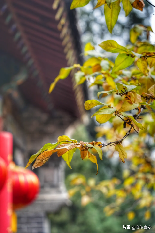 腊梅把庙堂镀成 “流动金” ！暗香浮动的王母池承包一整个冬日浪漫~