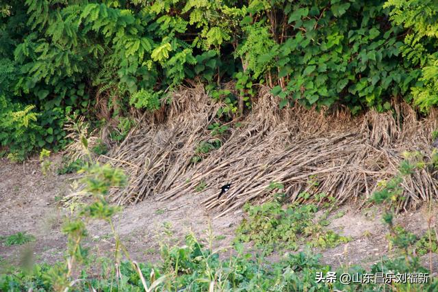 一河两路东端的烧烤场一带暮秋景色