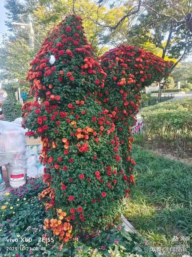 菊绽秋阳里,暗香绕中山|申艳娟