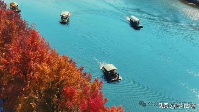 温州此处红枫古道枫红浓度已达100%!错过要落叶了!