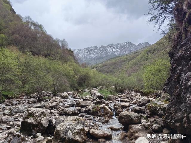 渭源双石门*石门雪山的杜鹃花