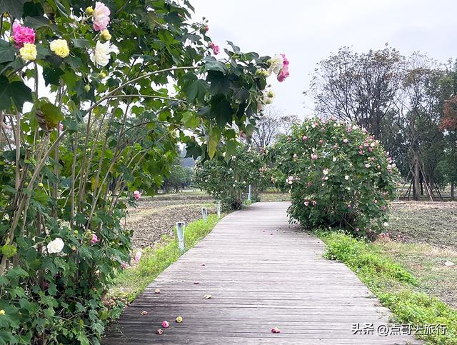 成都市区最美芙蓉花，王者风范，植物迷宫更是惊艳，不要门票！