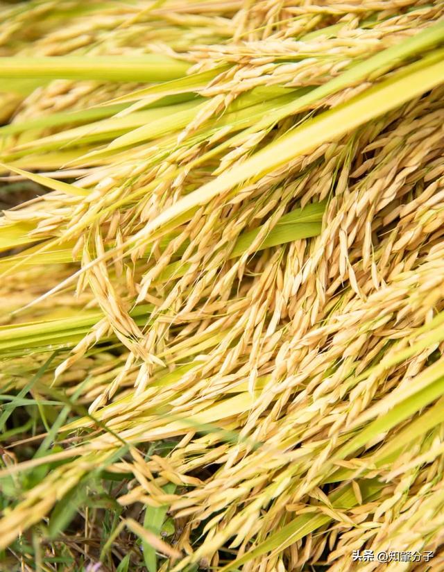 肇庆这里藏着“梯田胜境”，美得不像话！