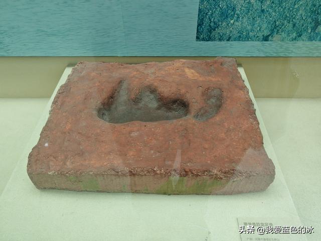 来河源才知道河源是中国恐龙之乡，挖掘出的恐龙蛋超级多