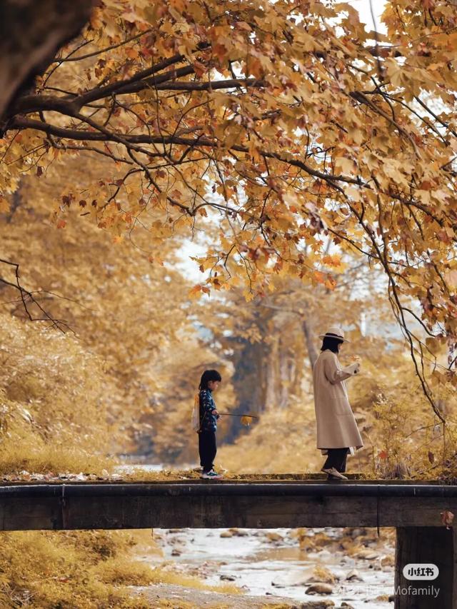 黄了！彩了！1h刹拢成都最近赏秋地，徒步拿奖牌、邂逅古寺银杏！老街美食好吃惨！