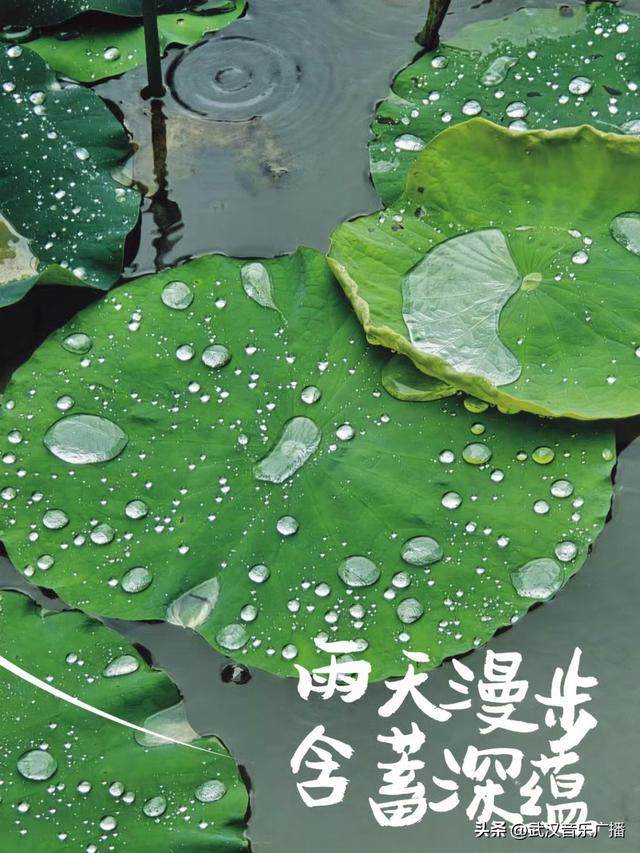 下雨天，来武汉这里沉浸式听雨