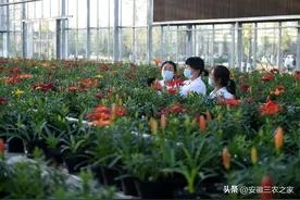 我放弃一个月9000的工作，回乡做中药盆栽，年入100万的真实故事图片