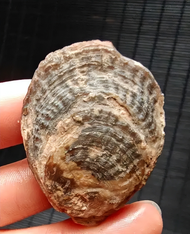 346万英镑拍走史前龙！窃蛋龙"斯派克"背后，科学家与富豪争夺战