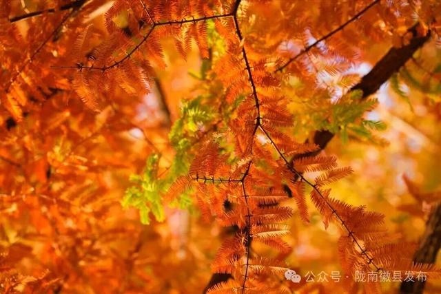 徽县：水杉的冬日华彩