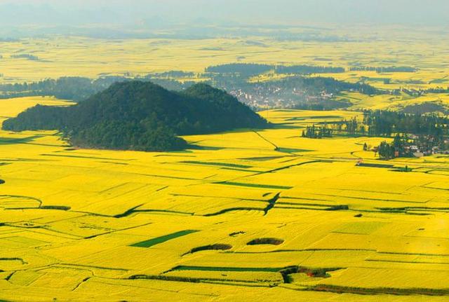 带着孙女去旅行（168）罗平油菜花海游