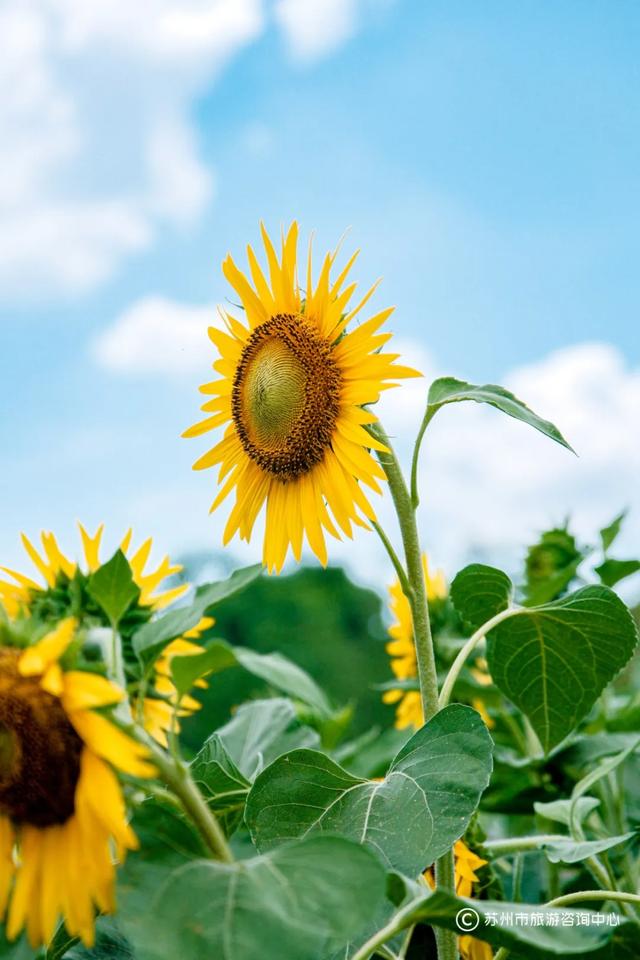夏日清晨,在桐泾公园邂逅向日葵花海与童话小屋
