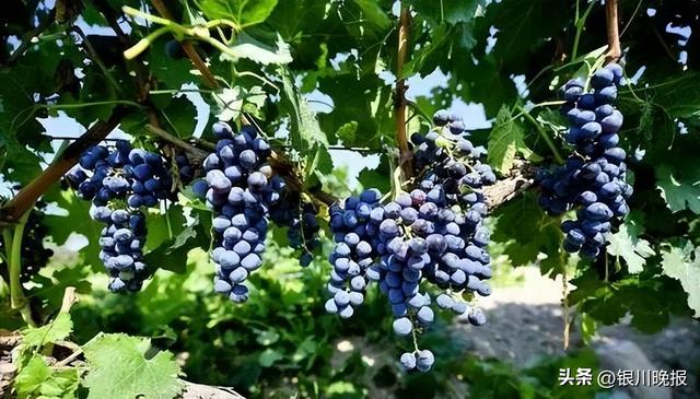 银川这五年丨文旅蝶变万象新