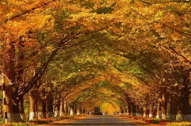 临沂人游临沂｜赶郯城大集吃刚出锅的烧鸡，初冬游古郯烟火