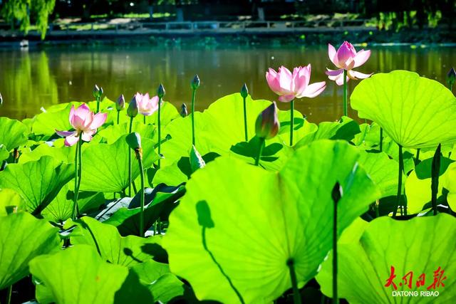 “荷”其惊艳!大同公园这波风景美呆了~