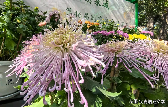 趵突菊韵 锦绣泉城