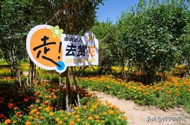 北山美丽园72亩孔雀草花朵绽放