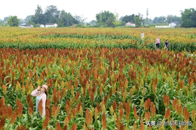 五方村的高粱红了，正是拍照打卡时