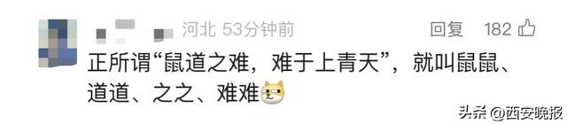 为4只“太空小鼠”取名,网友:从从、容容、游刃、有余……