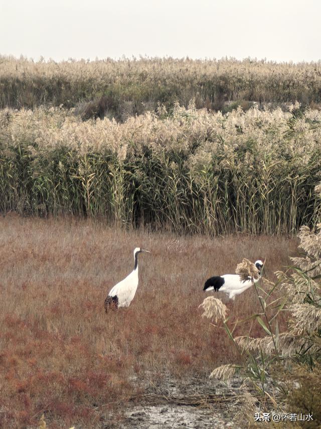 2025辽宁赏秋之旅日记(6)——到辽河口中国最北海岸线看日出 观鸟