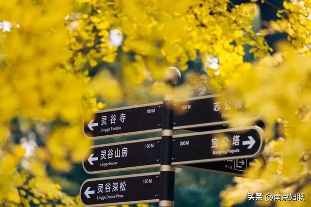 初秋→深秋，紫金山赏秋清单