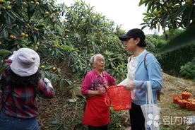 枇杷大年苏州高龄果农却愁了续：线上线下接力，他们都来了图片