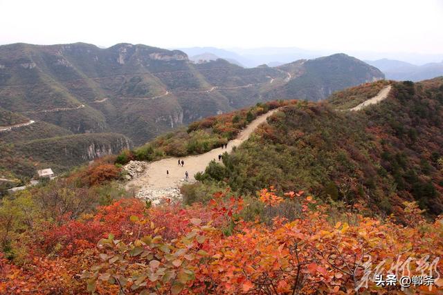 武安红叶进入观赏期