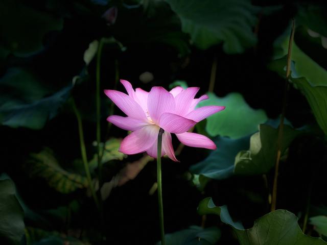夏日西湖，8月9日。