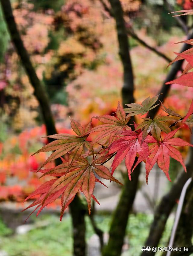 四川行(73)什邡红枫岭徒步到钟鼎寺