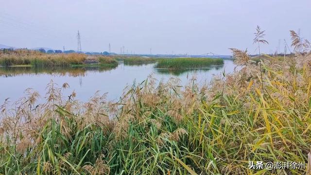 寻美薛城丨自然之美！初冬的芦苇花，蟠龙河畔一道亮丽的风景线！