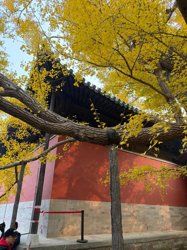 甘撒金缕苒秋寰