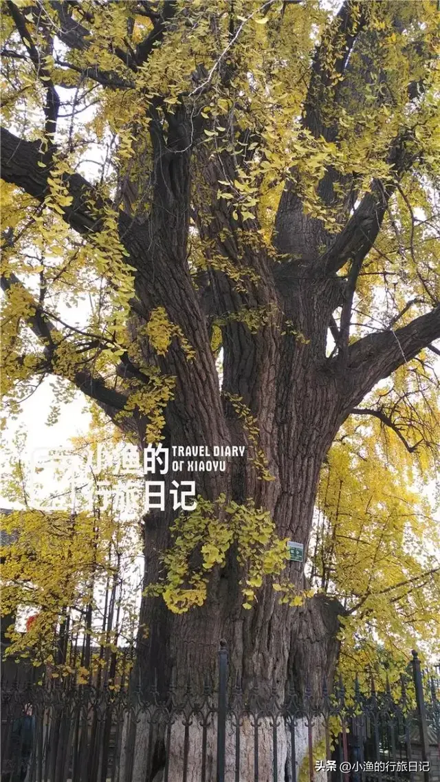 黄了黄了！西安秦岭1700年神仙古树，又到一年最美时！