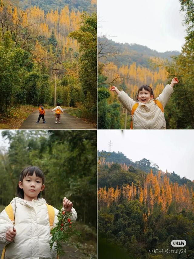 黄了！彩了！1h刹拢成都最近赏秋地，徒步拿奖牌、邂逅古寺银杏！老街美食好吃惨！