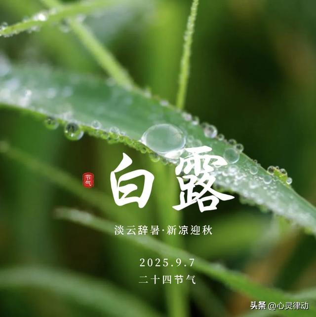 “早白露，冷到哭；晚白露，蒸桑拿”，今日白露，今年白露在哪？