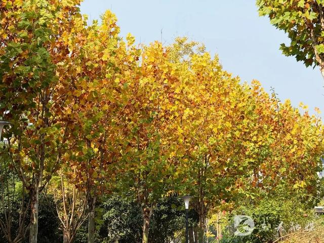 五星湿地藏秋韵，东兴初冬打卡新地标