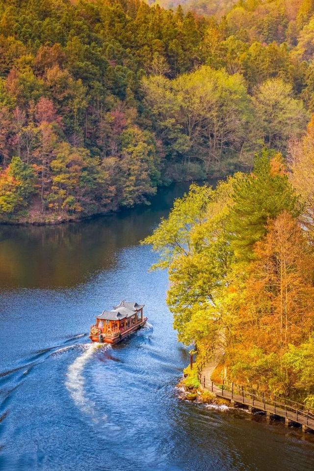 红了！武汉5000余亩红叶树，集体变色