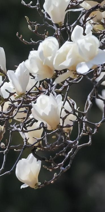 连云港春日“顶流”来啦！