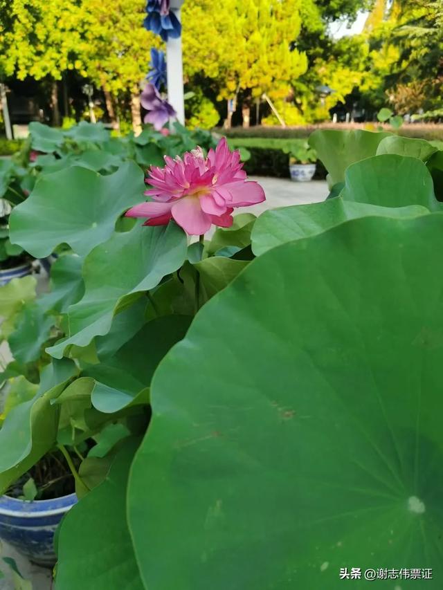 用荷花点缀空旷的陆地
